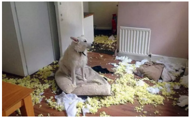 為什么不買保險(xiǎn)就不讓養(yǎng)狗？