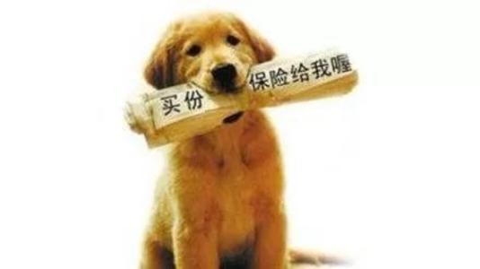 寵物保險怎么挑選？有寵物的你確定不了解一下？