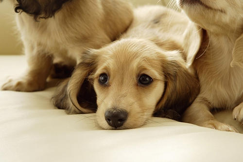 寵物保險怎么挑選？有寵物的你確定不了解一下？