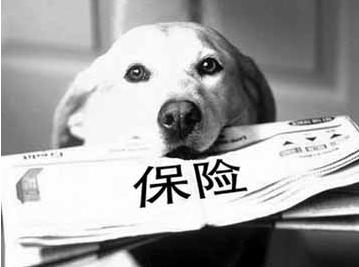 寵物保險怎么挑選？有寵物的你確定不了解一下？